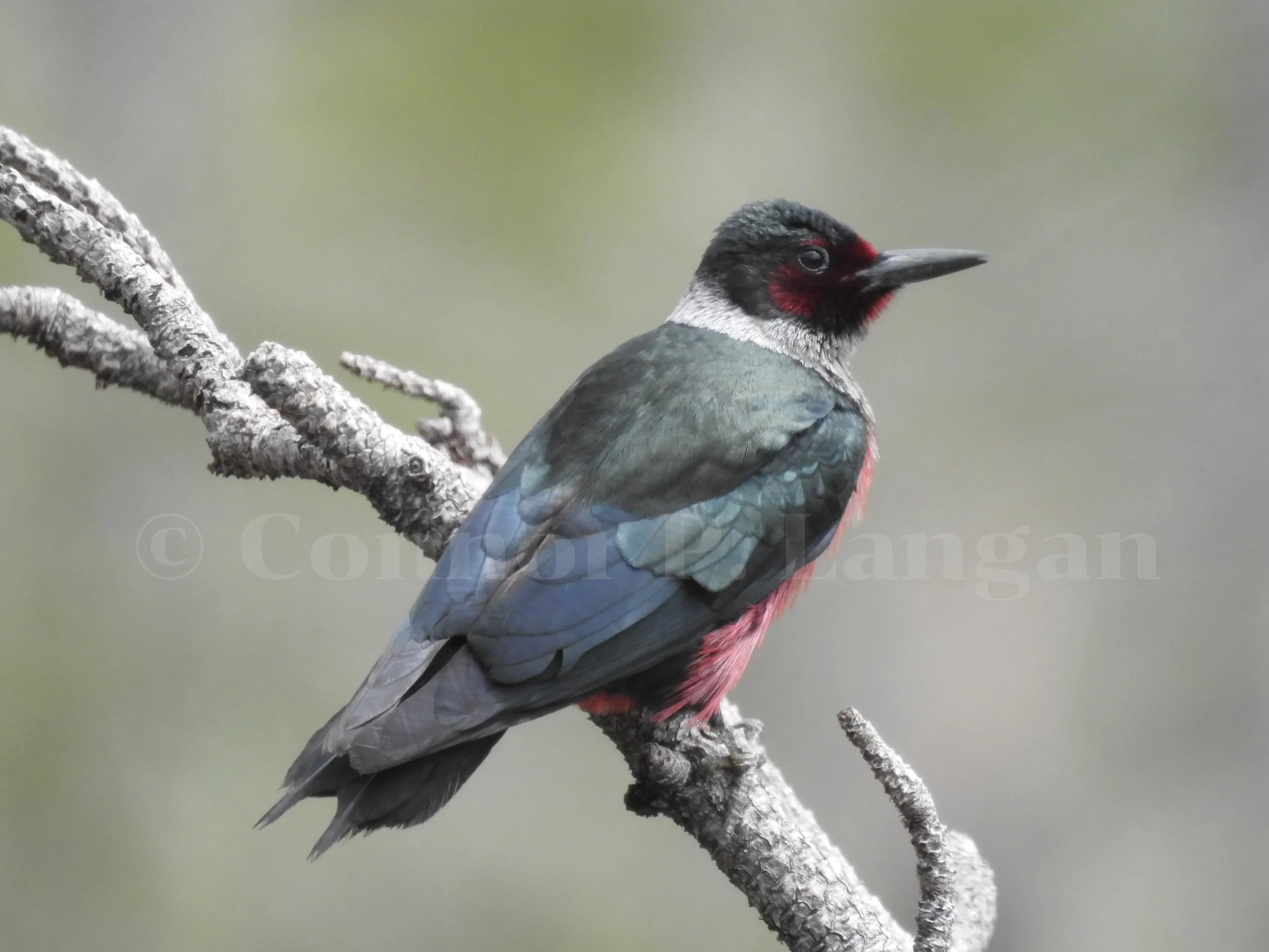 A Lewis's Woodpeckers perches on a snag with a ravine in the background.