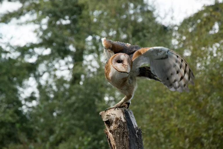 A Barn Owl prepares to take flight as it lifts off of a wooden post.