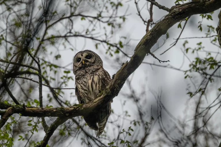 The owls in Ohio are found in habitats that range from marshes to forests. Here, a Barred Owl perches in a large tree.