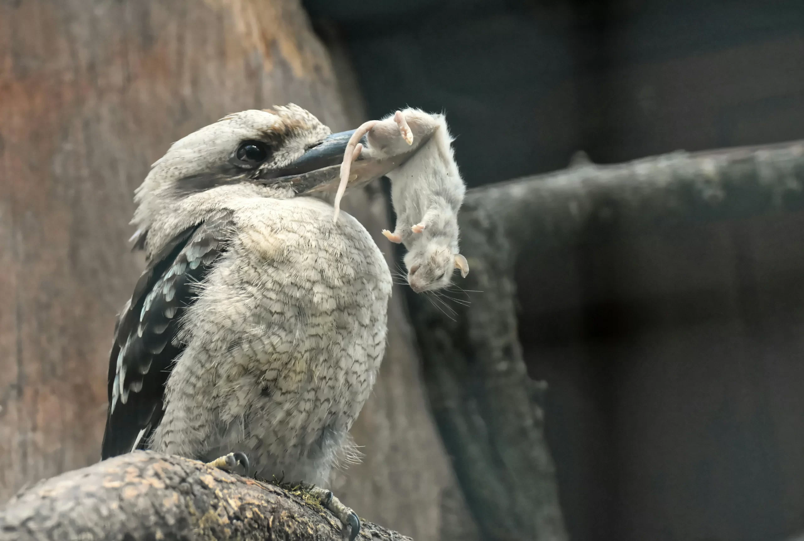 A Laughing Kookaburra holds a mouse in its beak.