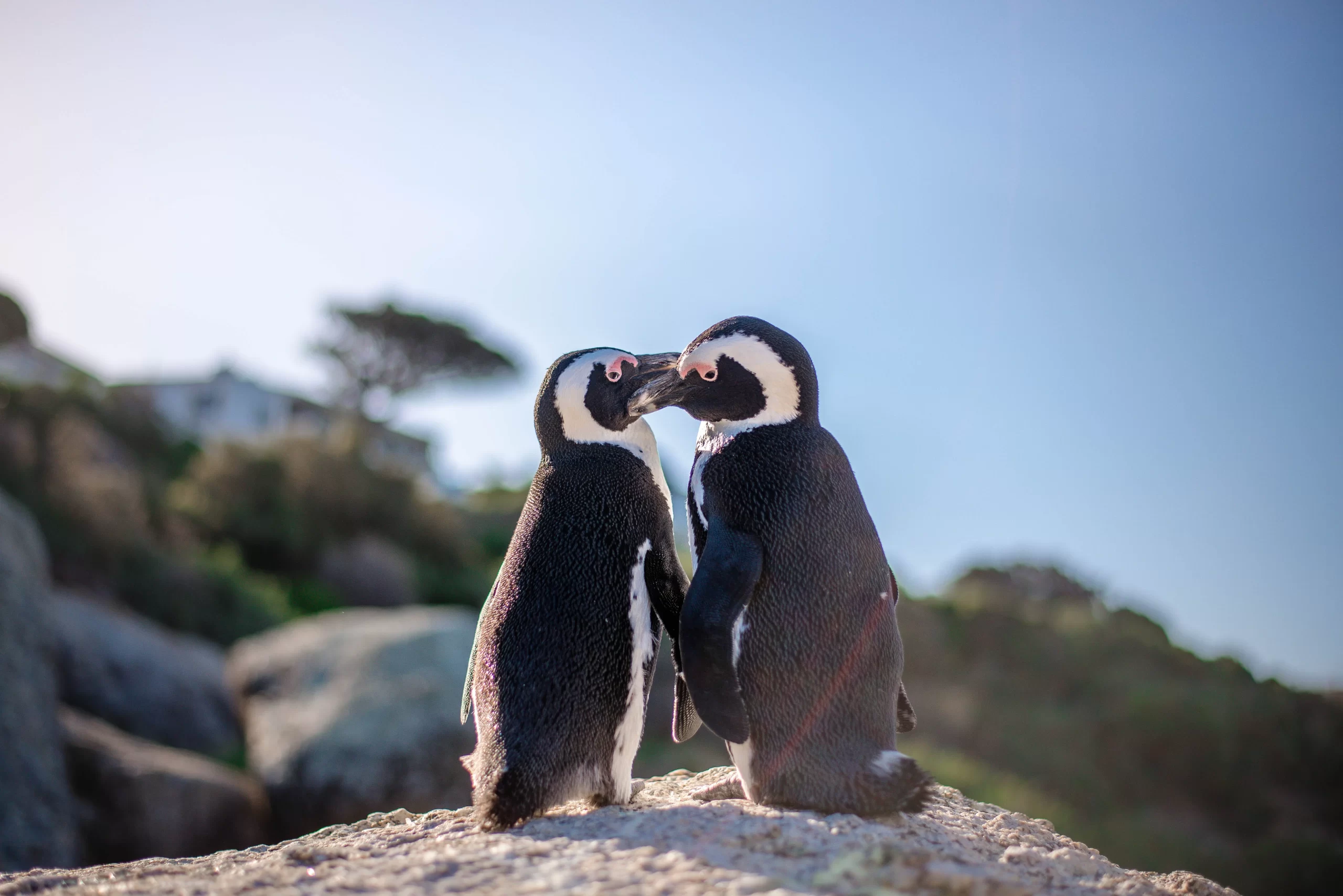 How do penguins mate? Here, two penguins nuzzle up to one another.