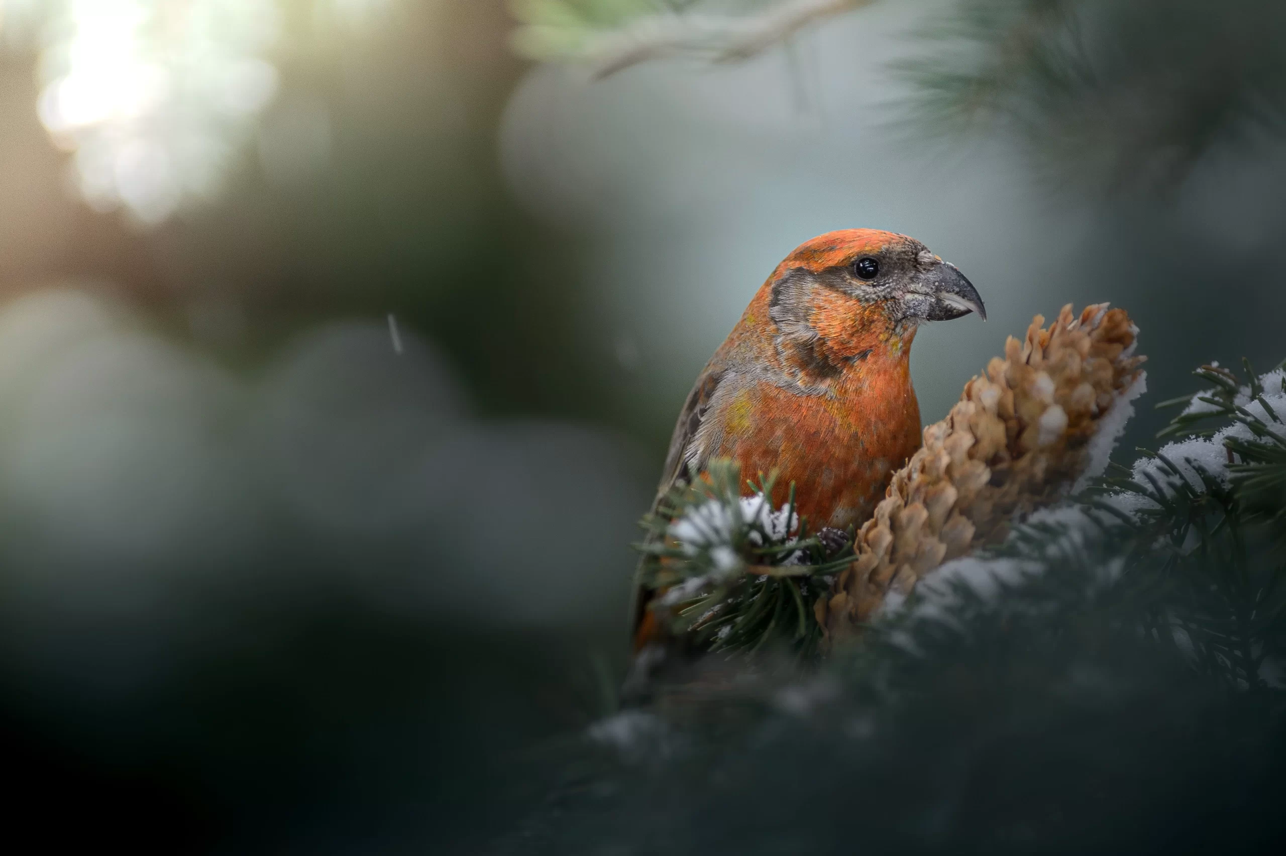 The finches in Michigan are among the best east of the Mississippi River. Here, a Red Crossbill devours spruce nuts.