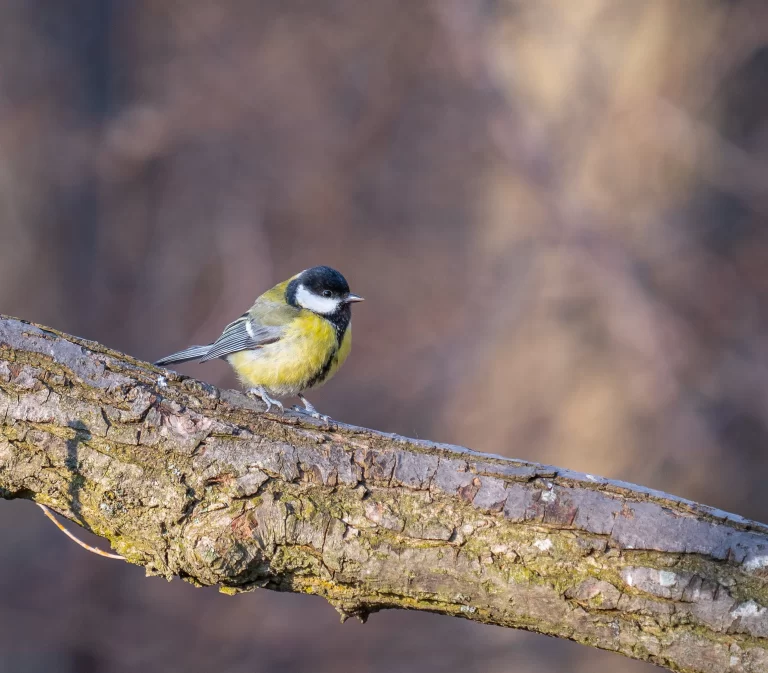 The UK is home to 7 types of tit birds, with the Great Tit being very common.