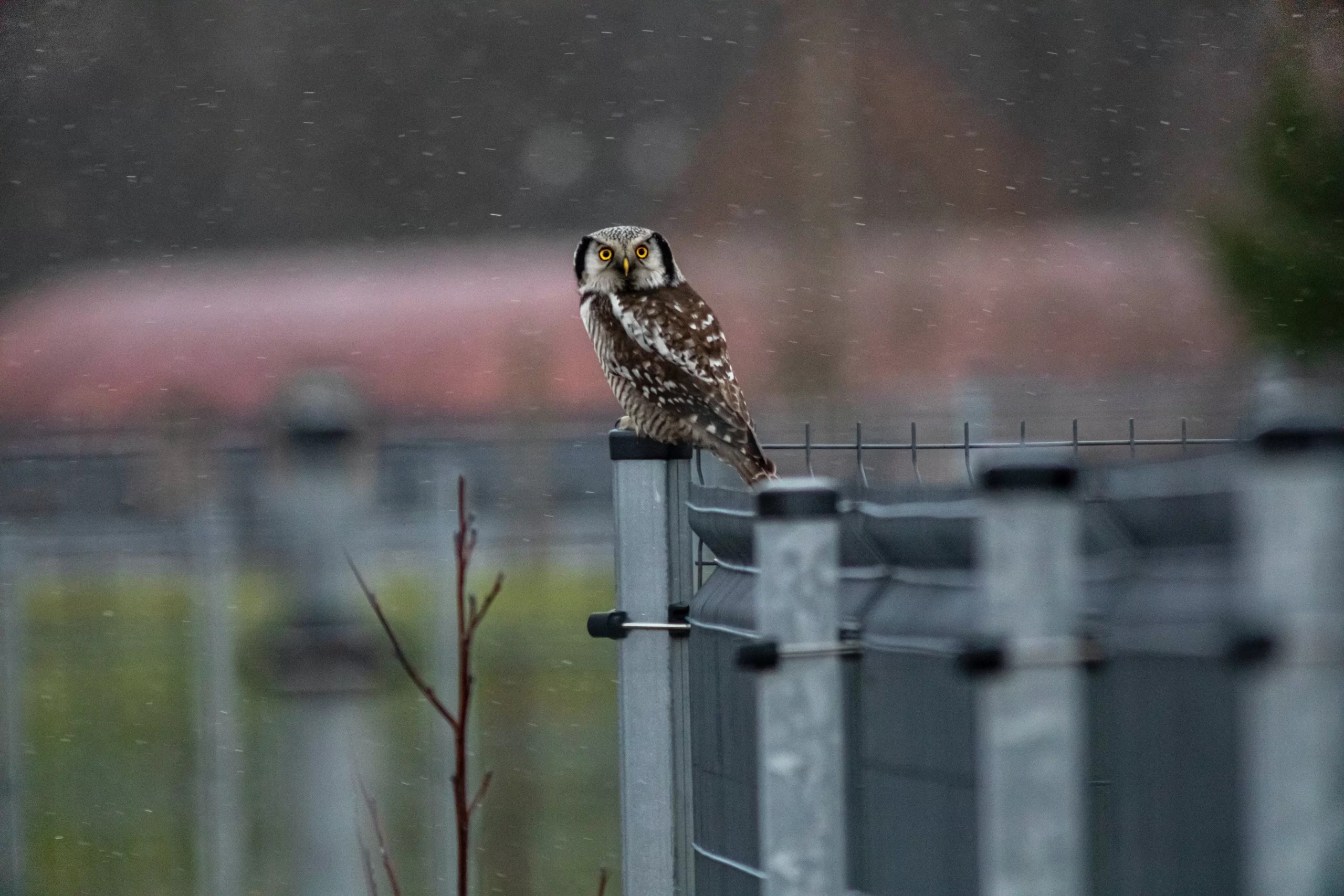 The owls in Michigan are the most diverse assortment east of the Mississippi River.