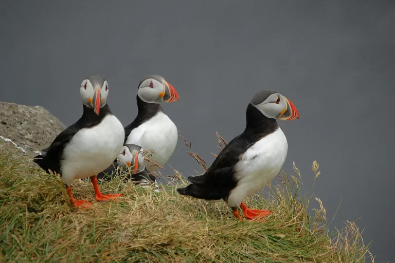 Four Puffins look around and assess their surroundings. There are several good places to see puffins in Ireland.