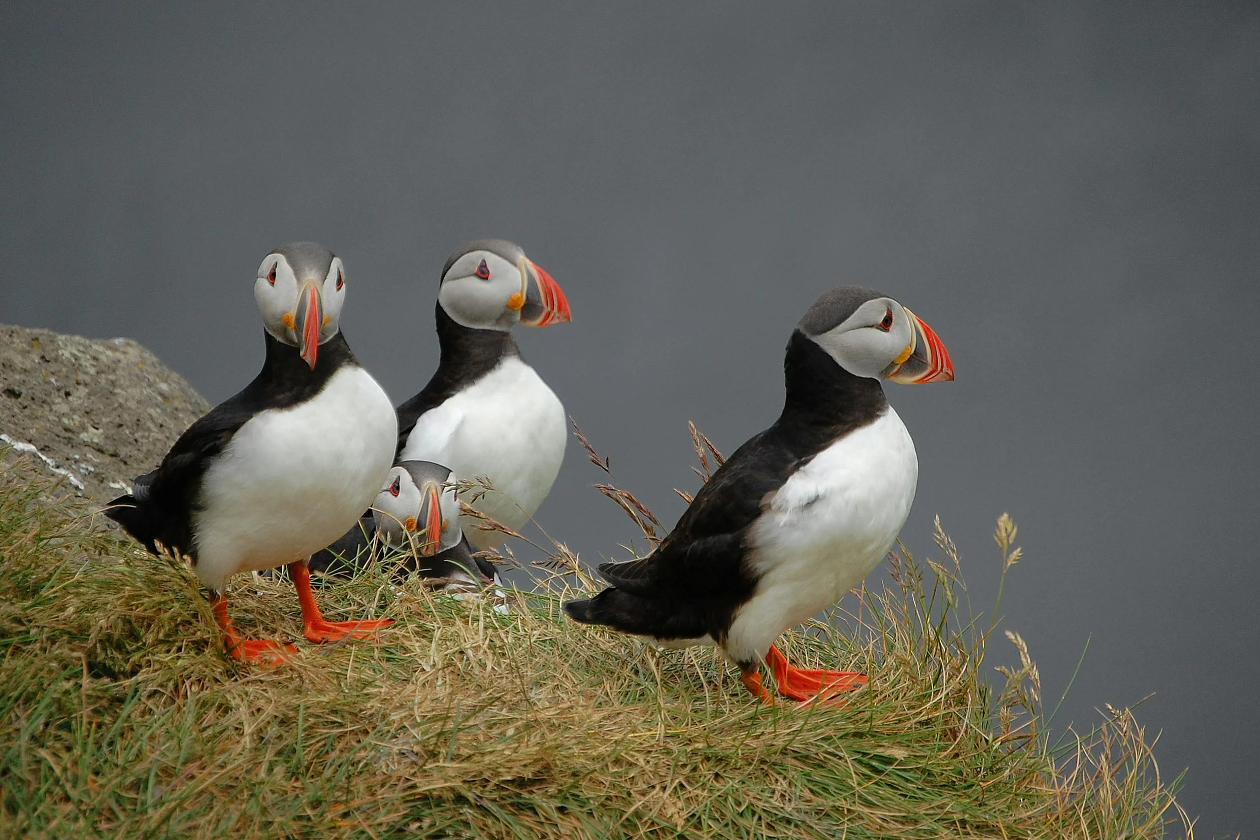 Four Puffins look around and assess their surroundings. There are several good places to see puffins in Ireland.