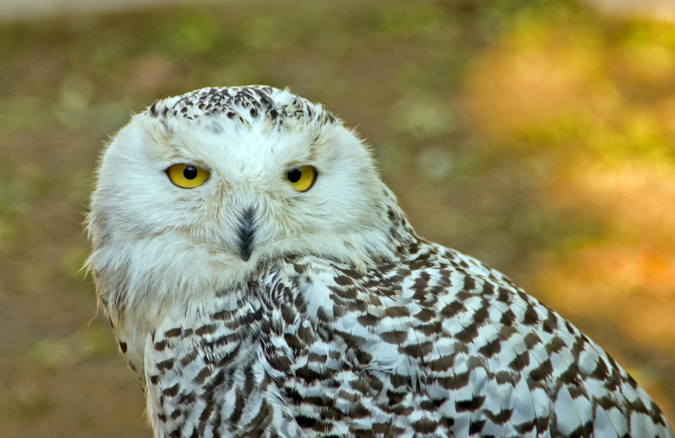 A closeup of a Snowy Owl shows its head and upper body. Snowy Owls are fairly common winter owls in Nova Scotia.