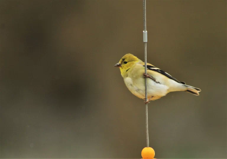 There are only 4 finches in Florida. One of which is the American Goldfinch.