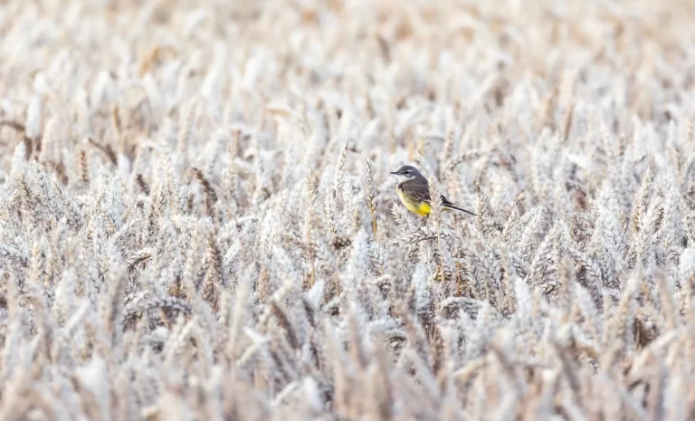 A Grey Wagtail sits within a field of wheat.