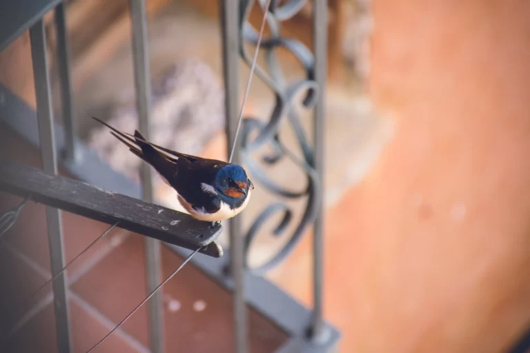 A Barn Swallow perches on a balcony. Knowing when do swallows arrive in UK can help you to understand these birds.