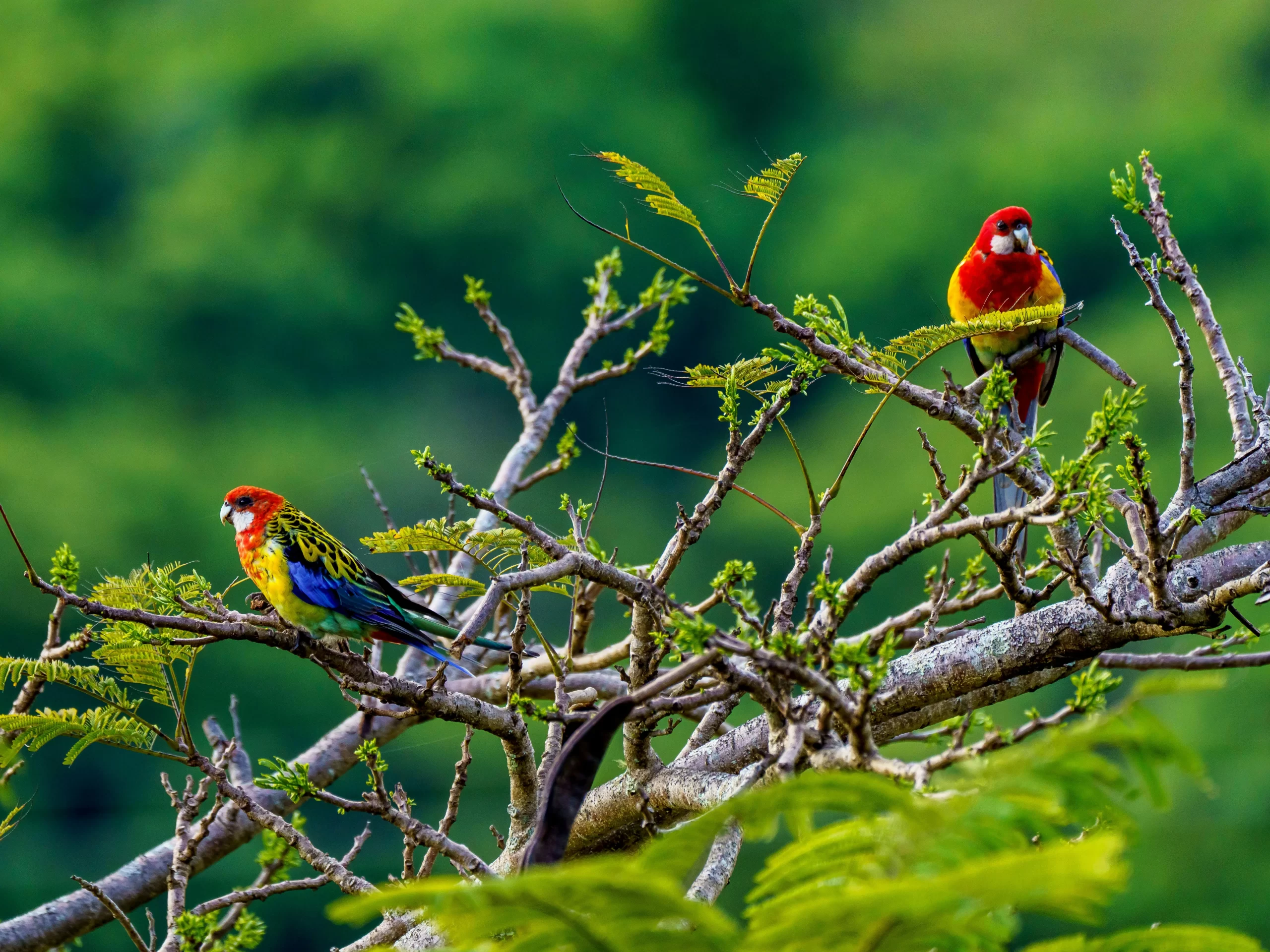 A pair of Eastern Rosellas sit in a tree. There are 6 types of Rosellas in Australia.