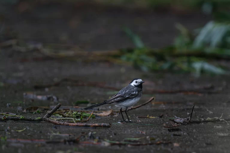 A White Wagtail assesses its surroundings as it stands on the ground.