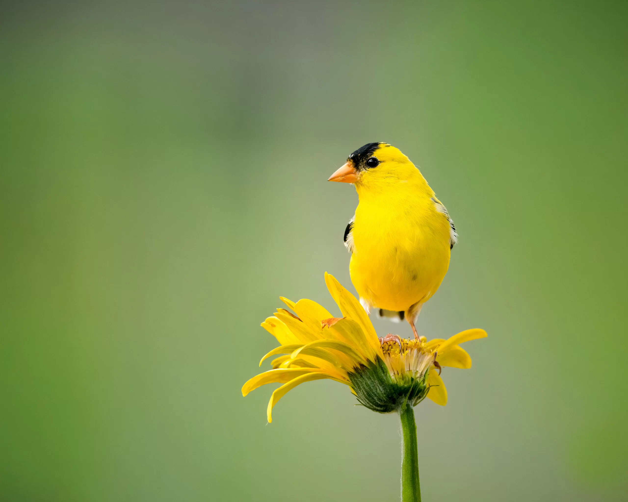 A male American Goldfinch perches on a sunflower. Goldfinches are common finches in Ohio.