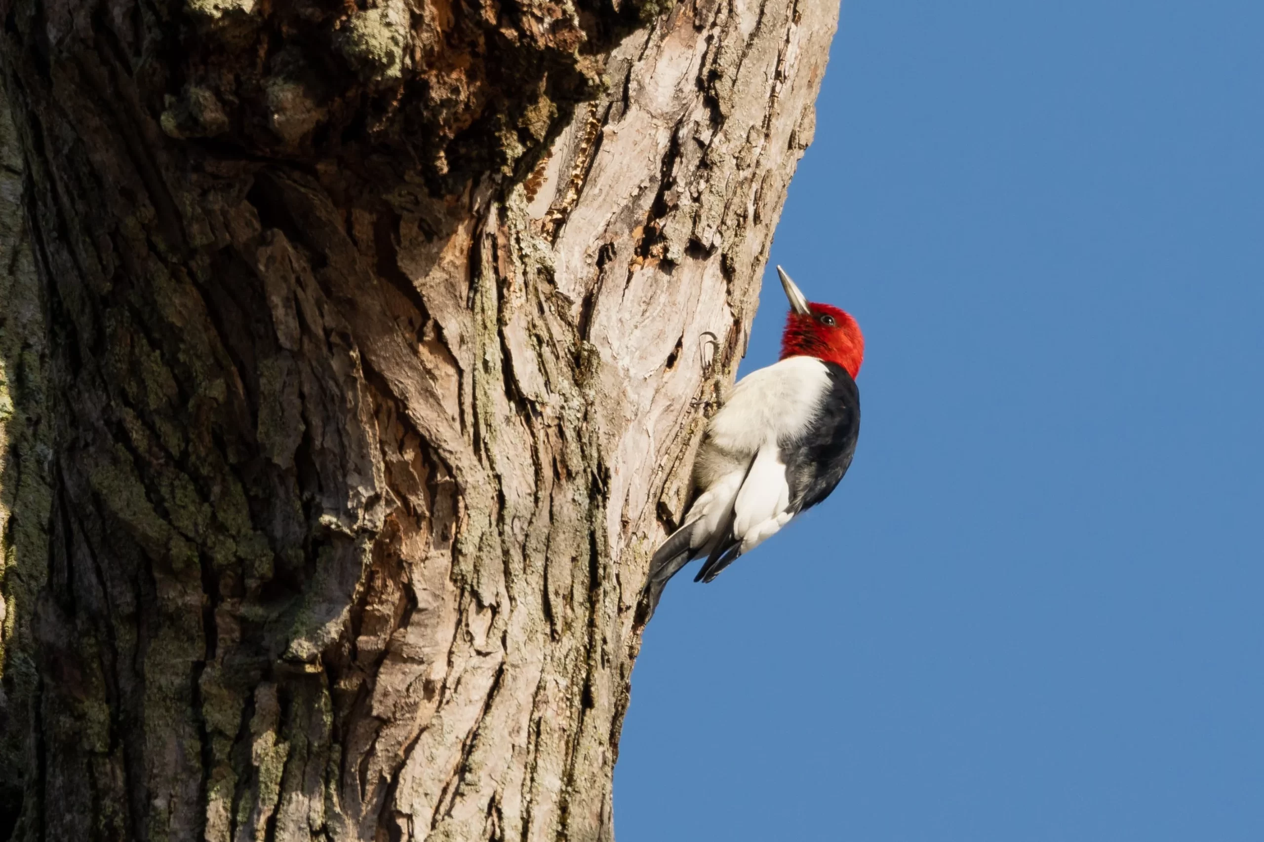 A Red-headed Woodpecker scales up a large tree. They are one of seven woodpeckers in Indiana.