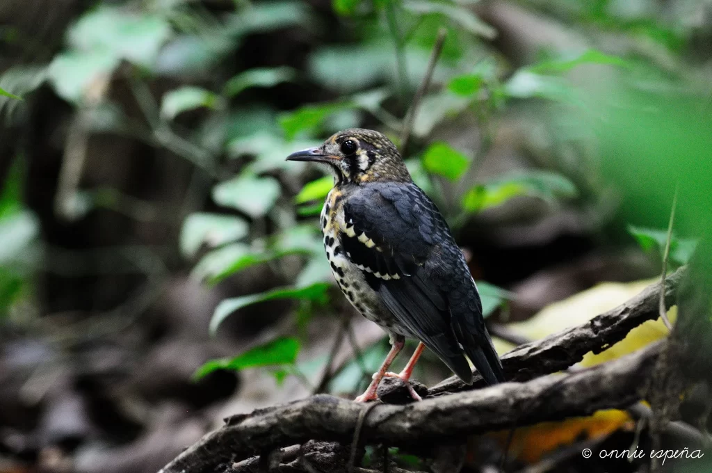 An Ashy Thrush perches on a log near the ground in a forest.