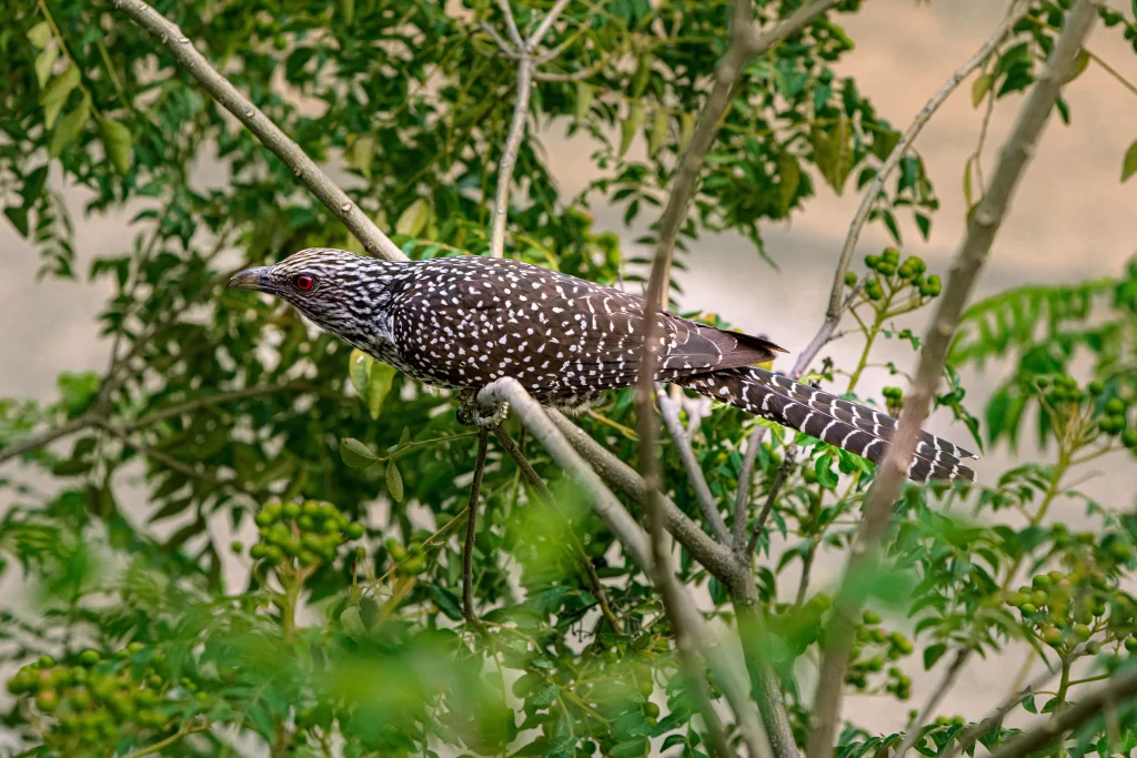 A female Asian Koel navigates a forest canopy.