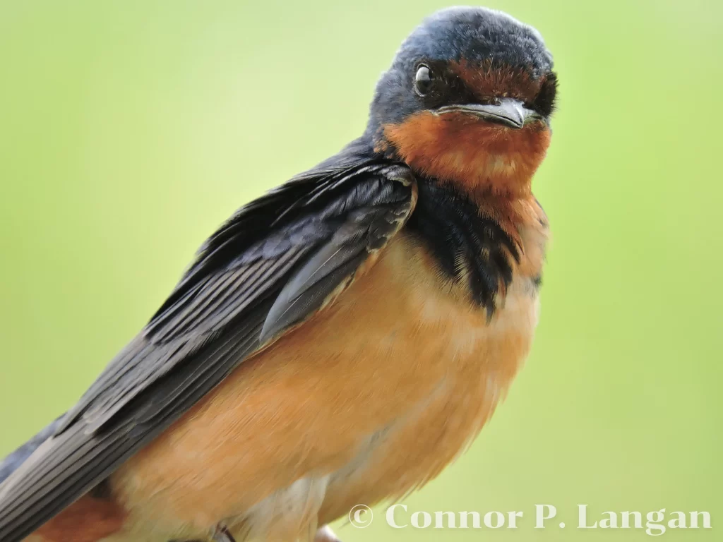 A detailed closeup of a Barn Swallow.