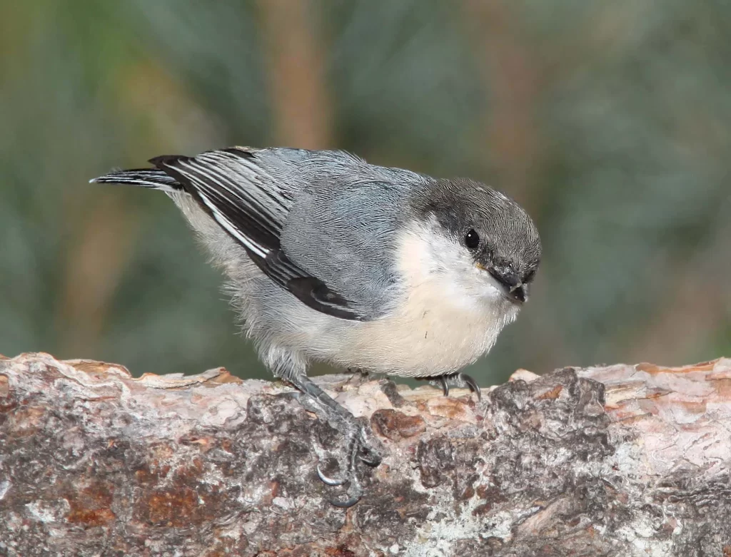 A Pygmy Nuthatch looks down inquisitively from a branch.