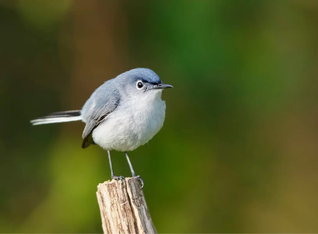 A male Blue-gray Gnatcatcher stands on a stick.