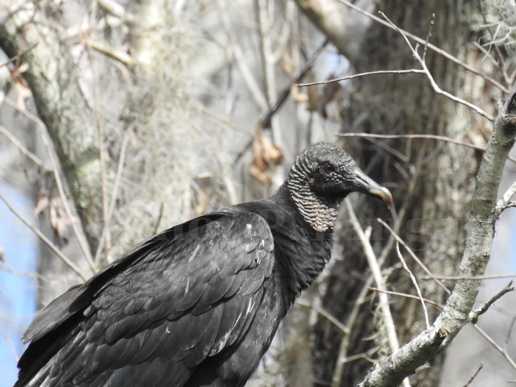 A Black Vulture tries to stay hidden within a tree.