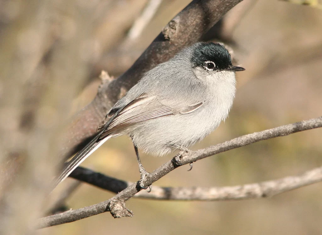 A male Black-tailed Gnatcatcher sits on a branch.