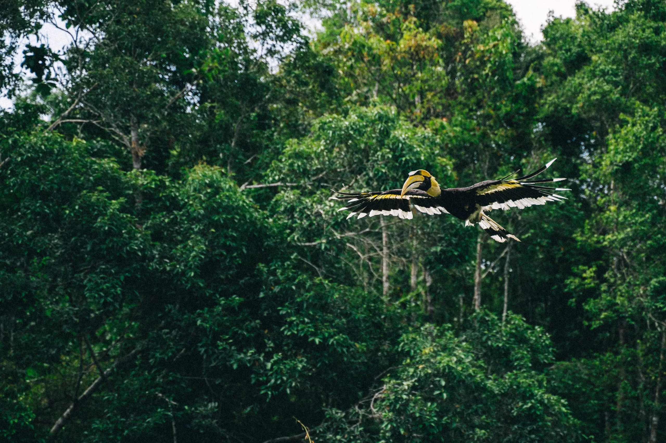 Birds in Kerala are remarkably diverse. Here, a Greater Hornbill flies through the air.