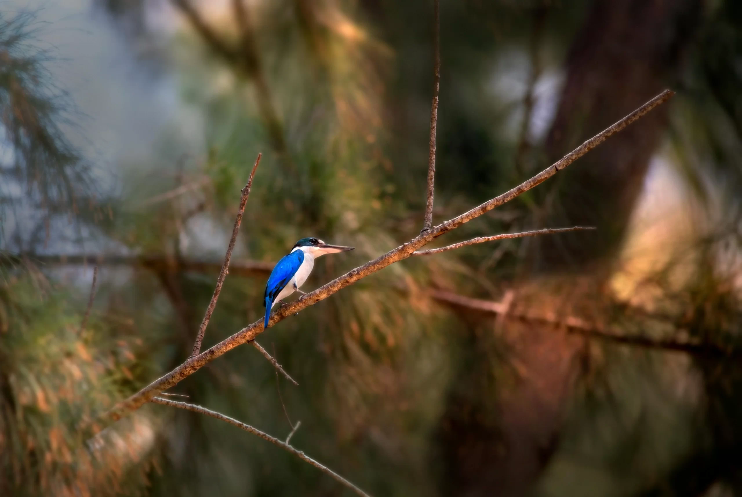 The birds in the Philippines are exceptionally diverse and colorful.