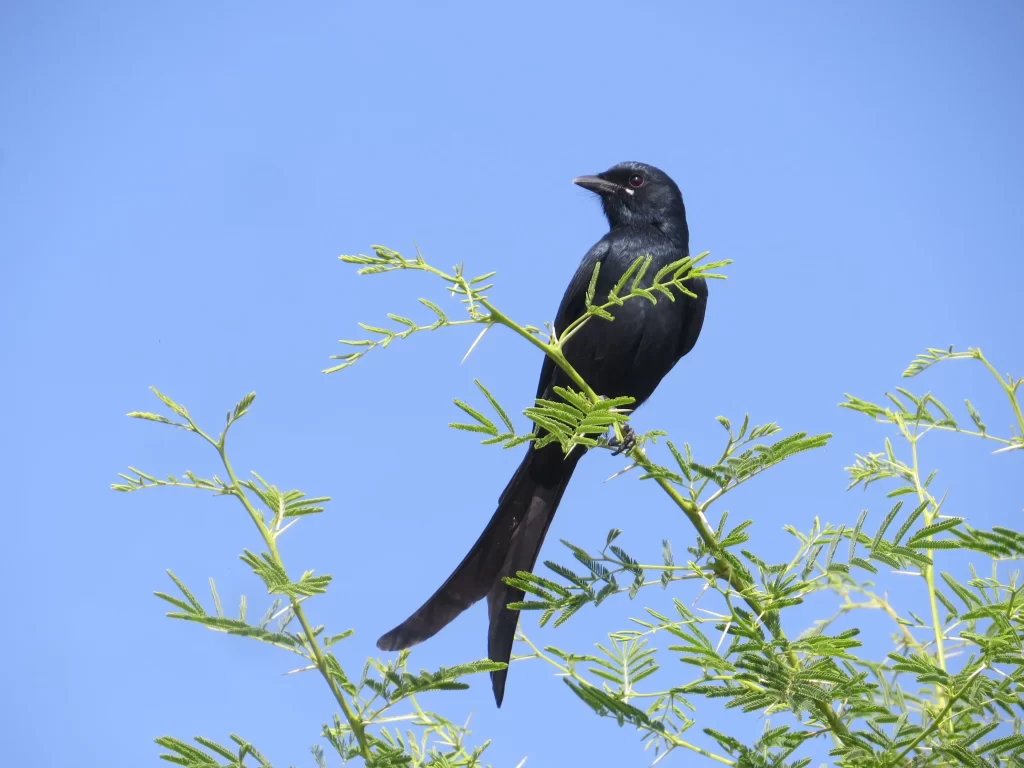 A Black Drongo perches atop a tree.