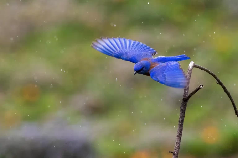 The blue birds in California are diverse and captivating.