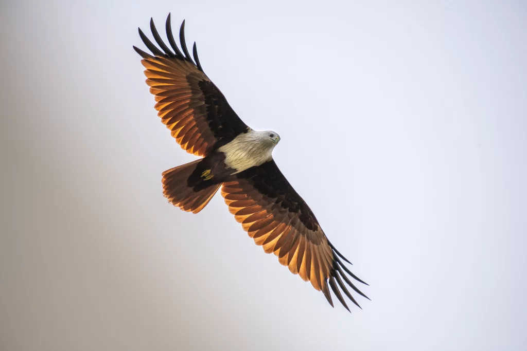 An adult Brahminy Kite soars through the sky.