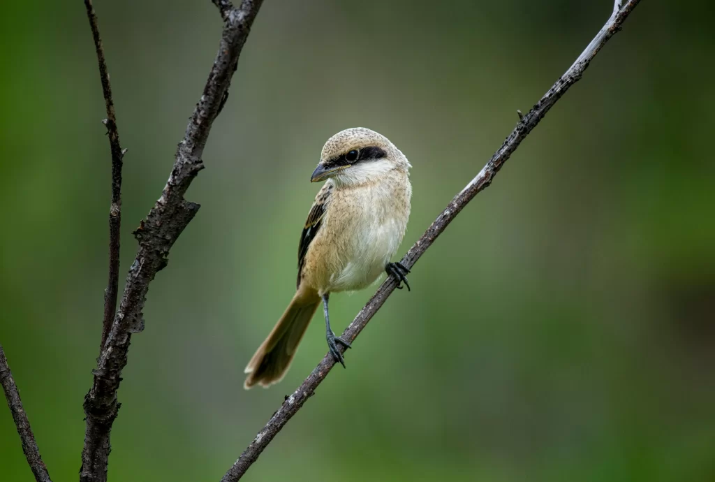 A Brown Shrike looks for prey as it sits in a small tree.