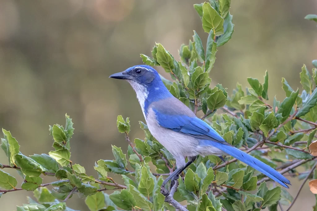 A California Scrub-Jay sits in a shrub.