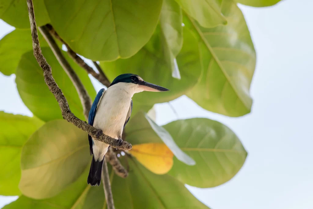 A Collared Kingfisher roosts in a tree with big leaves.