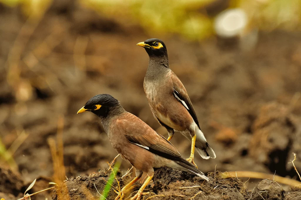 Two Common Mynas forage along the ground.