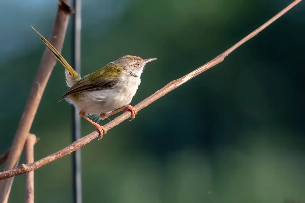 A Common Tailorbird checks for danger as it perches on a branch.