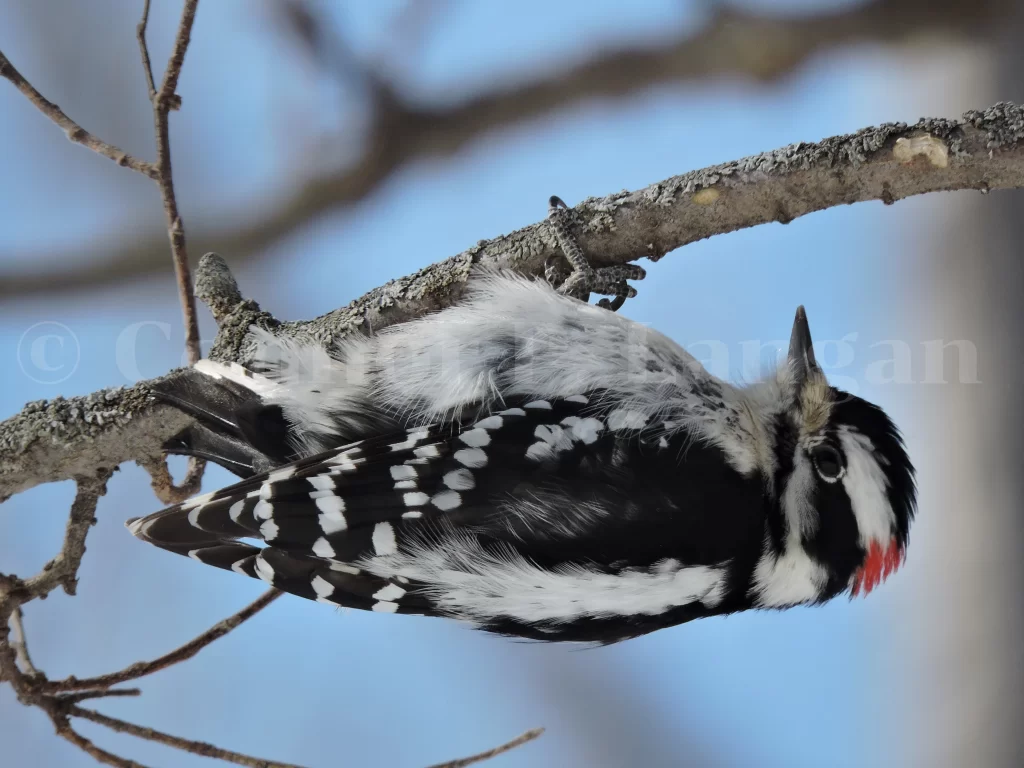 A Downy Woodpecker clings to the underside of a tree branch.