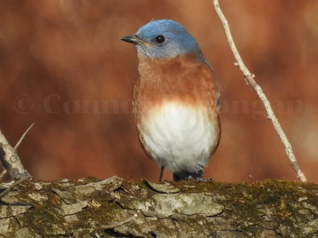 A male Eastern Bluebird perches on a branch during that is covered in moss.