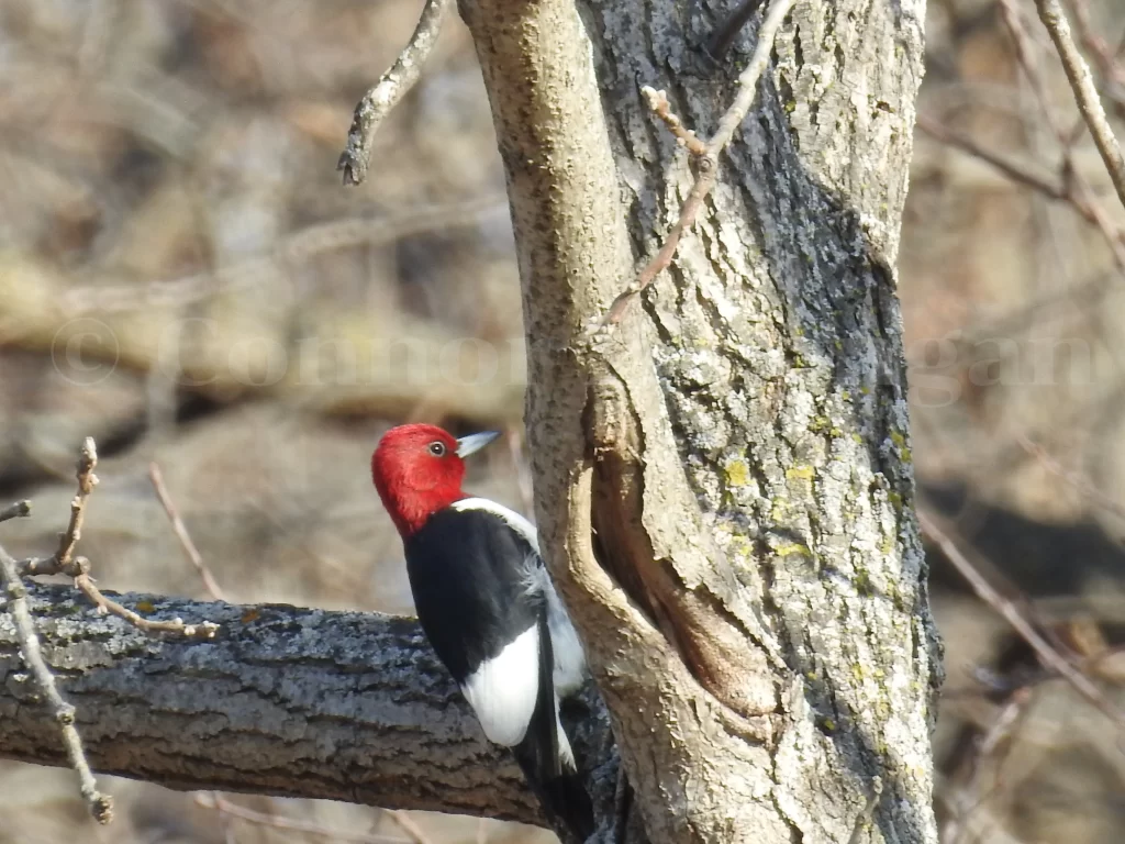 A Red-headed Woodpecker forages on a tree during winter.