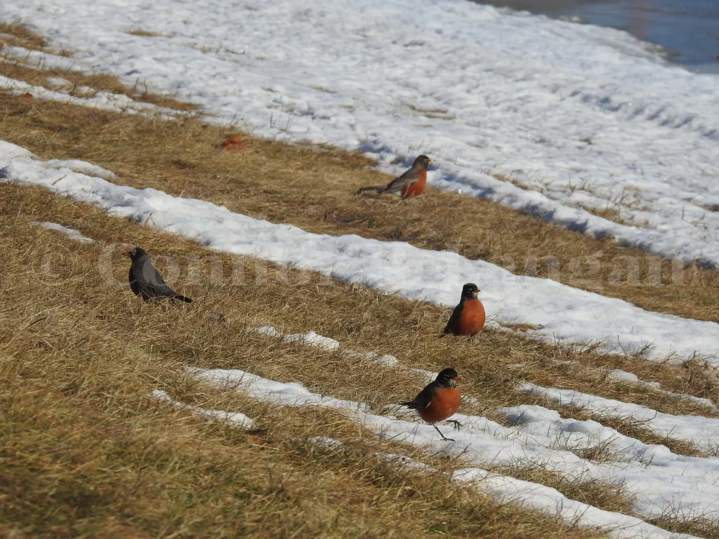 A group of four robins forage together in a snowy lawn.