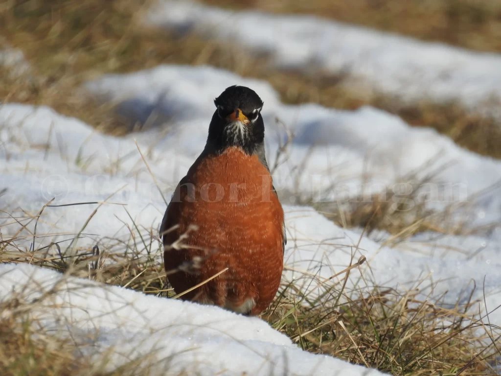 An American Robin stare directly at the camera as it stands on a snow-covered lawn.