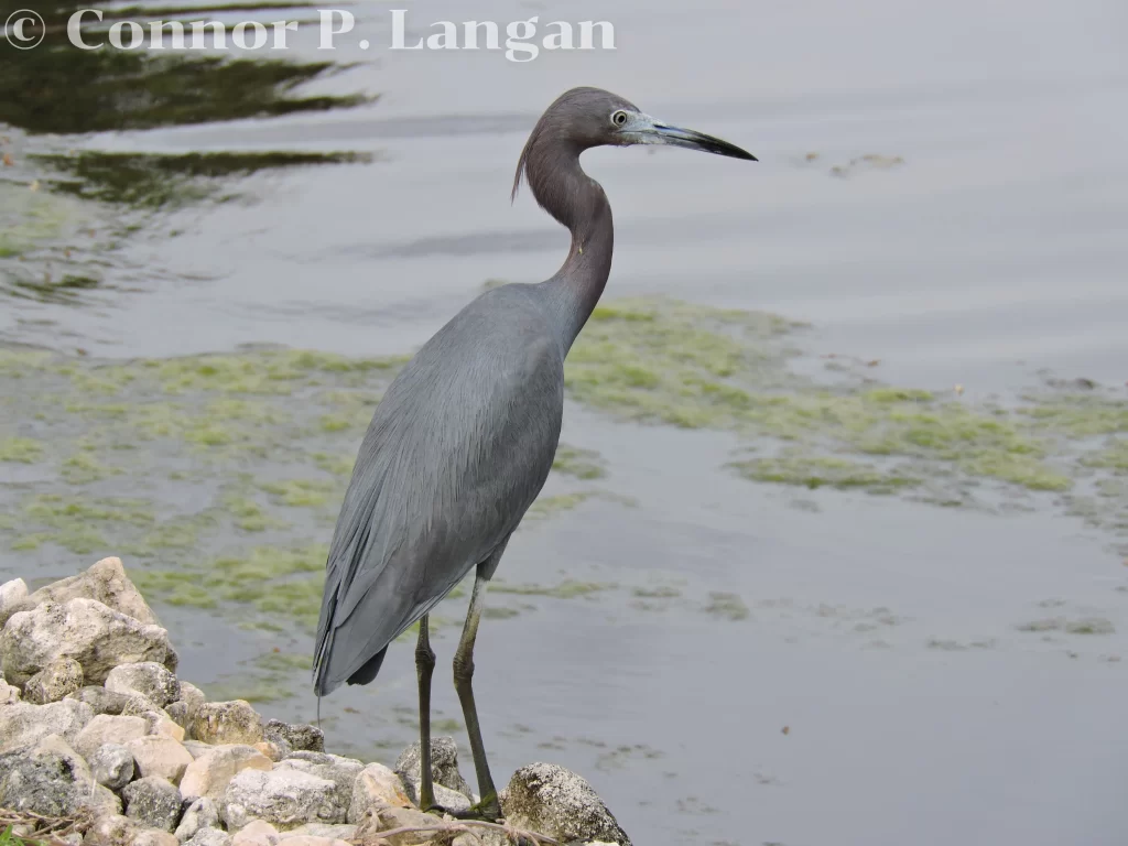 A Little Blue Heron stands on the edge of a pond.