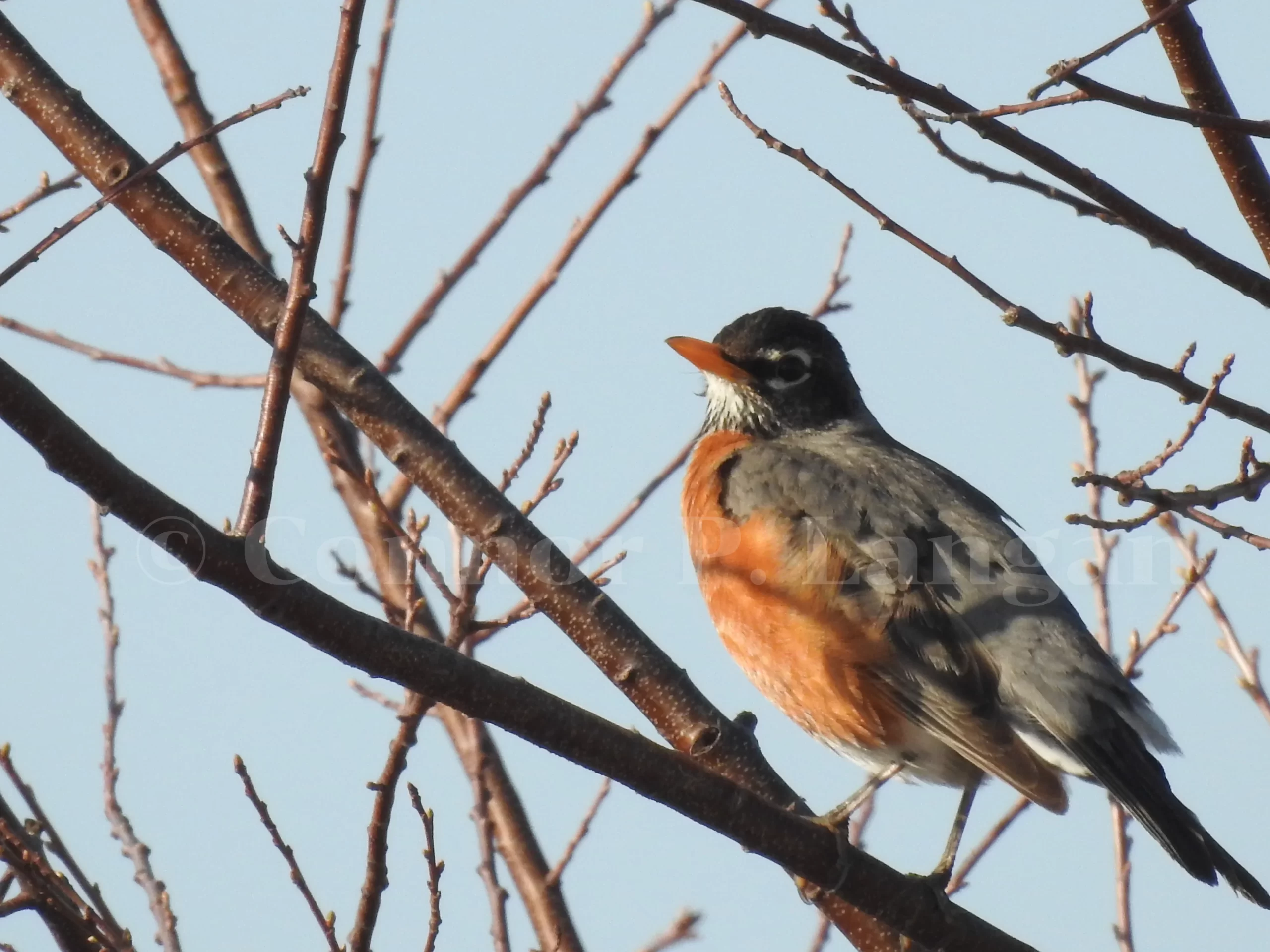 Do robins mate for life? Here, a calm-looking robin perches in a tree.