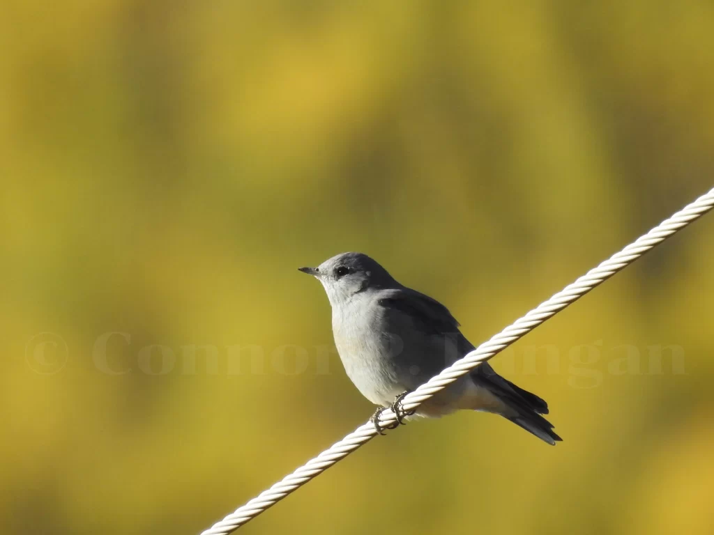 A female Mountain Bluebird perches on a utility wire.