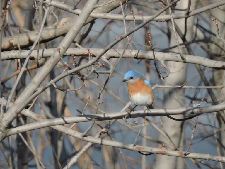 The bluebirds in Texas are diverse, as the state is home to three species. Here, a male Eastern Bluebird sits in a tree.