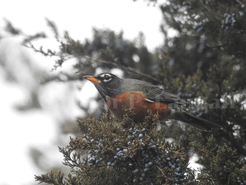 An American Robin feeds in a juniper tree.