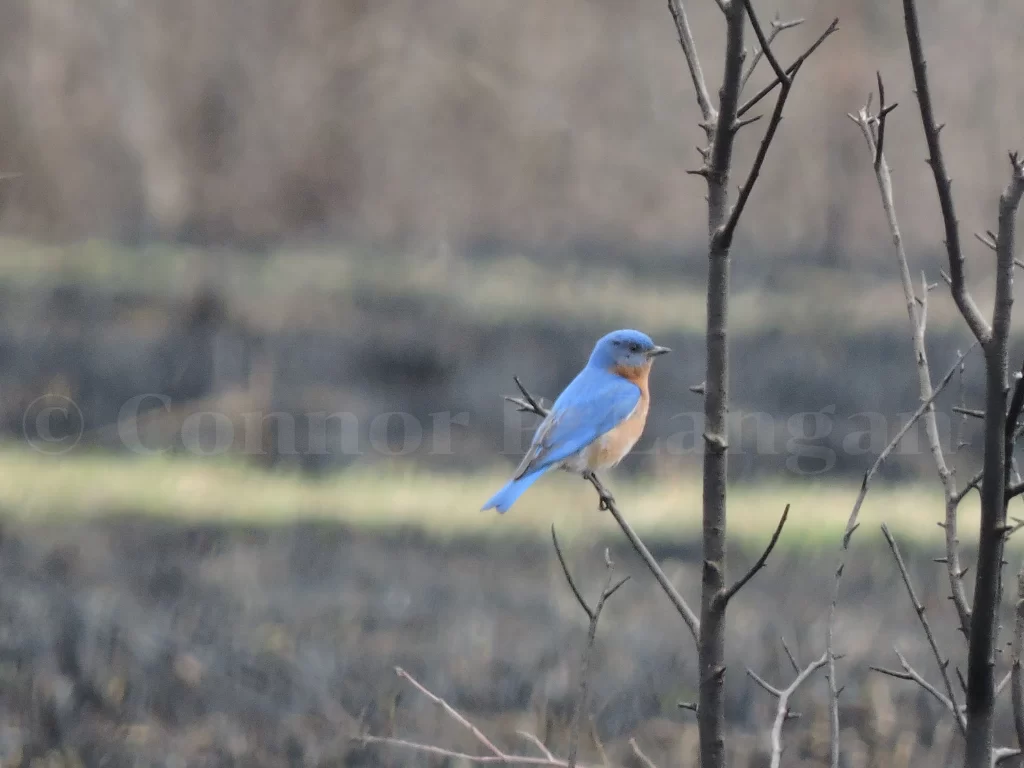 A male Eastern Bluebird overlooks a recently-burned prairie from a tree.