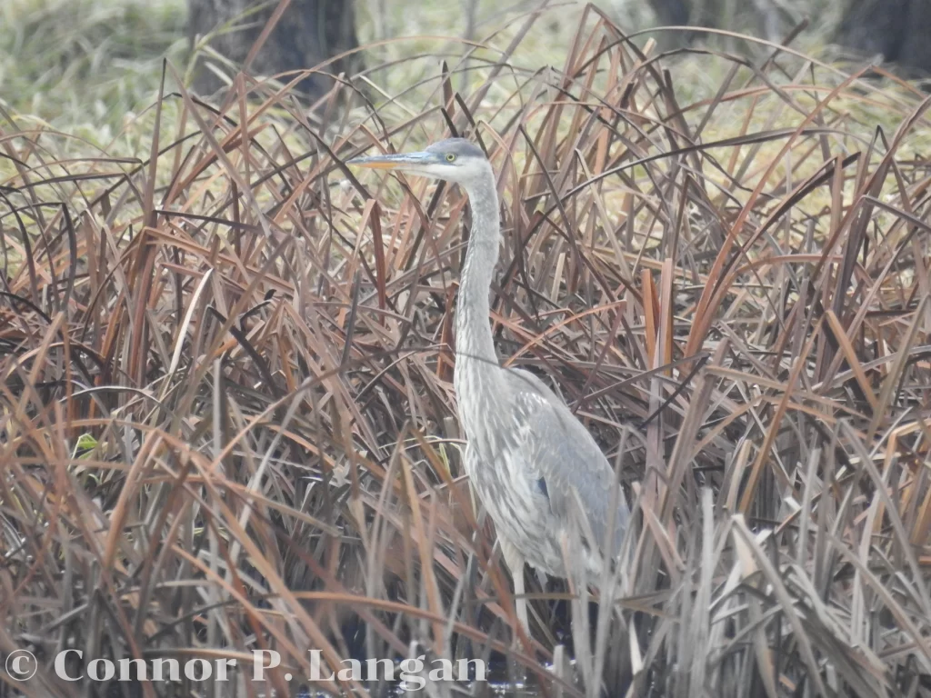 A Great Blue Heron shelters in cattails.