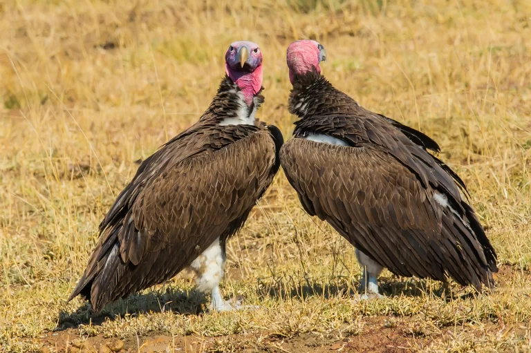 Do vultures attack humans? Here, two vultures stand on the ground next to one another.