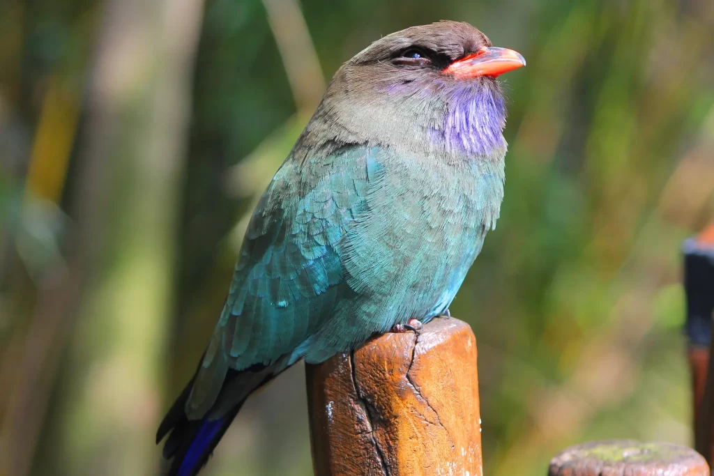 A Dollarbird sits on a wooden fence post.