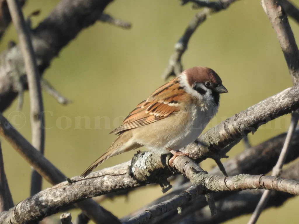 A Eurasian Tree Sparrow perches on a branch in a shrub without leaves.